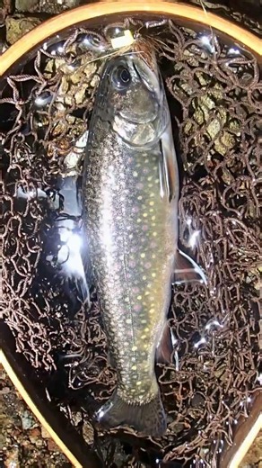 0523a_KFT千夜釣行_KFT Thousand Nights Fishing Trip_ Brook Trout