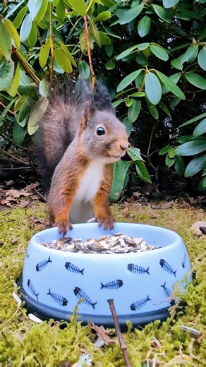 Cat Bowl Turns into Bird & Squirrel Snack Station 🌻🐿️🐦