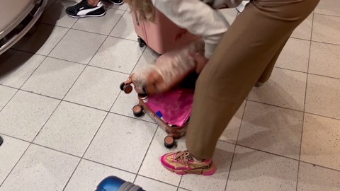 Huilen van het lachen: Michella Kox plast in broek tijdens opdracht Echte Meisjes in de Jungle