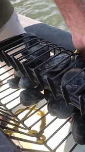 Commercial clamming using aluminum rake handle with pole extensions and suitcase style rake. This was in 12-14 feet of water and a typical "grab" is about 50-80 clams. #clamming #longisland | The Crab Guy