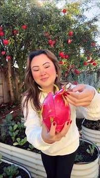 Why Americans Miss These Healthy Alien Superfruits Like Rambutan! price of a $8