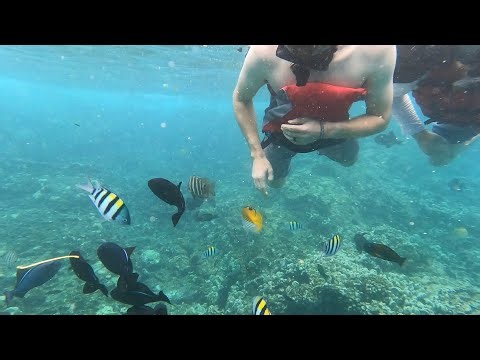 Day 4: Snorkeling at Capt Cook Monument, Napo’opo’o, HI