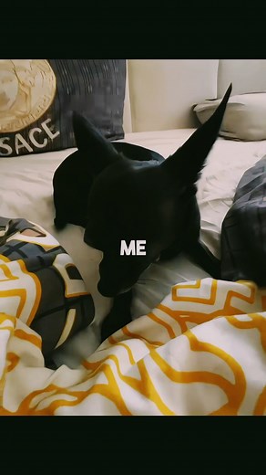 “WHAT are thoooose, Niki?!” 😂👀 Nikki’s reaction says everything—she’s confused, offended, and maybe just a little dramatic (okay, a lot dramatic). Whether it was a new toy, a weird sound, or just Eviatar’s outfit, this little chihuahua was NOT having it. 😤🐶 Her expressions are priceless—she went from curious to angry dog mode in 2 seconds flat. This is why we say chihuahuas have more personality than most people. 💅💥 If you’ve got a sassy pup who reacts to EVERYTHING, this one’s for you. Ta