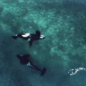 Orca ballet or Orcas hunting herring by tale slapping them 😁 🎥 https://www.instagram.com/buendiaphotography?igsh=MTQ2dGpkaGMxMTN2ZA== | Orcas