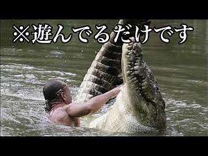 【実話】凶暴ワニが人間と家族に？巨大ワニのポチョ
