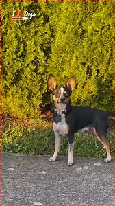 Dog Geta Caught Running Away | iHeartDogs