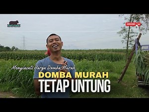 SHEEP FARMING IS STILL PROFITABLE