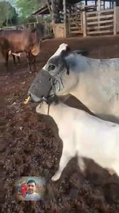 385K views · 10K reactions | #fbreels #facts #cow #farming #milk #foryou #ideas #fbreelsfypシ゚viralfbreelsfypシ゚viral | X Y Z PK | Facebook