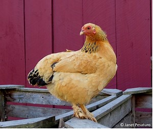 Bumblefoot treatment with TricideNeo