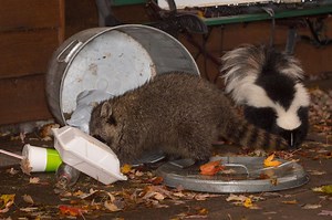 Skunk Removal | Groundhog Removal | Rockford, IL