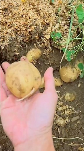 Potato Starch Business🥔🥔#potato #businessideas #startup #startupideas