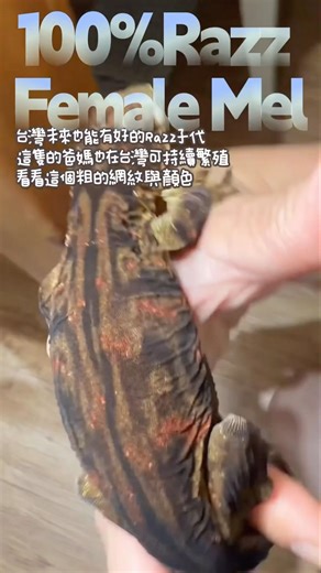 100% Razzberry mel female leachianus 台灣有這父母，會持續保種產出！#巨人守宮 #Razz #蔓越莓 #黑化巨人守宮