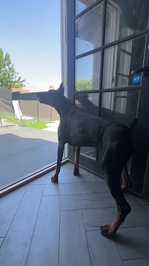 Doberman Protector Training: Unveiling Their Protective Instincts