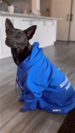 ordering Custom Service Dog Gear #servicedog #workingdog #assistancedog #doggear #servicedoggear