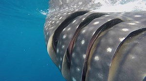 Deep breaths....its all going to be okay. A slowed down view inside the beautiful gills of a whale shark. | Beneath The Waves