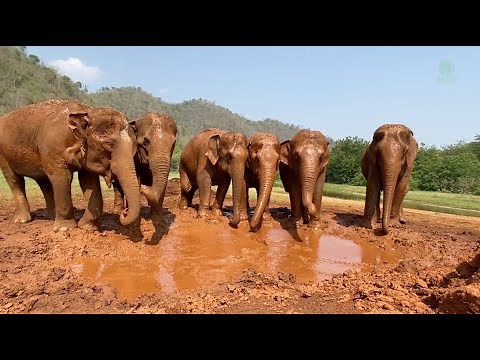 Celebrate National Thai Elephant's Day - ElephantNews