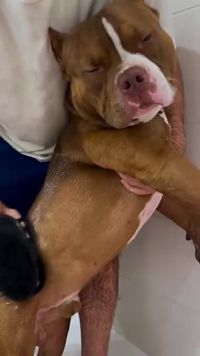 Choco bath time🧸 Link for the all products is in my profile🫶🏽 #americanbully #asmr #dogasmr #dogcare #dogbath | Chocodogger