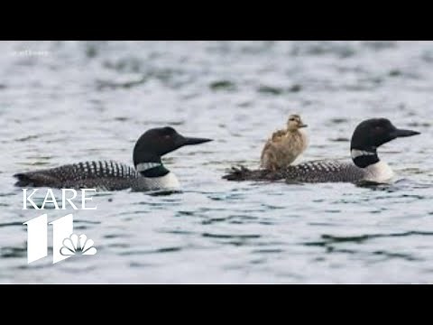 Whatever happened to the duckling adopted by loons?