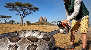 Brave Heroes Save Poor Elephant From Deadly Giant Mutant Python🐍 | John Yeakley Mowing