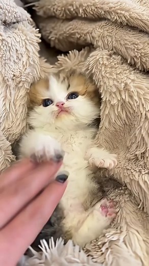 Chubby Cheeks | Baby Cat