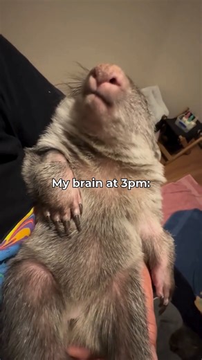 Some people (and wombats) do their best work at 2am. 🌝 A lot of a wombat's work is done at night. It's when they leave their burrows to socialise and feed. But they need a lot of rest, so they sleep for up to 16 hours per day. Sounds dreamy. 📹 | @wombat_rescue on Instagram #WombatWednesday | CSIRO