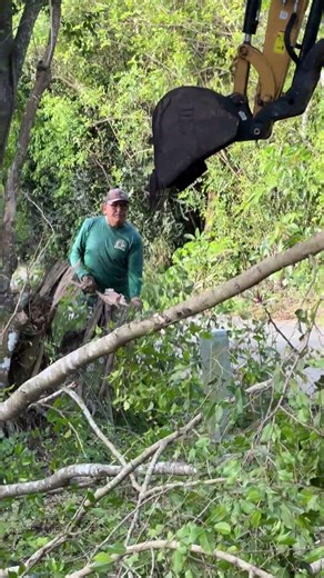 Tree Removal Miami Florida