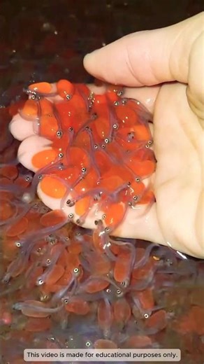 Fish Milting! মাছের রহস্য! 😱