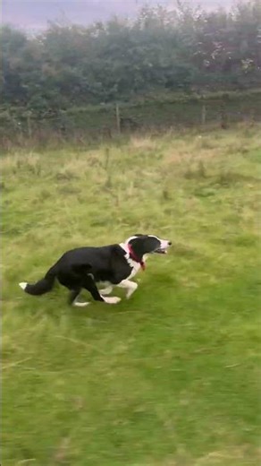 Sheepdog runs so free and happy