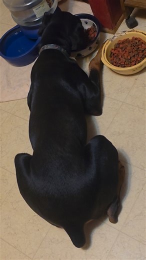 This is my female Doberman NaSha ... | Allen Griffith | Facebook