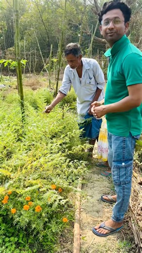 বাগানের ছোলা গাছে কত সুন্দর সবুজ ছোলা ধরেছে দেখুন 😳#ছোলাগাছ