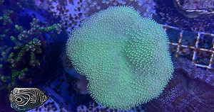 In this episode, Mark discusses frag tanks! Join us as we break down what a frag tank is, why you need one, and how to set one up. We'll share why frag tanks are the perfect refuge for smaller corals and fish, a safe space to monitor more aggressive fish and learn the pros and cons of having a tank tied to your display vs. having a separate frag tank. | SaltwaterAquarium.com