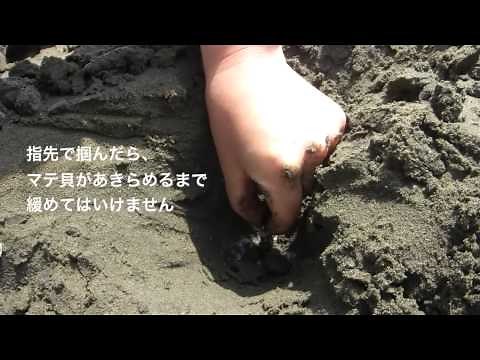 マテ貝の採り方（初心者向け）