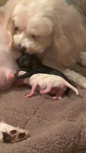 403K views · 3.2K reactions | Sweet Mama doggy gives birth to 4 puppies  This original video was produced by Network Media and Lanette and Kurt | The D Family Riddles Games and Hacks | Facebook