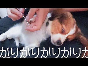 なんで今？って時に寝落ちする子犬のコーイケルホンディエ【Kooikerhondje/コイケルパピー】