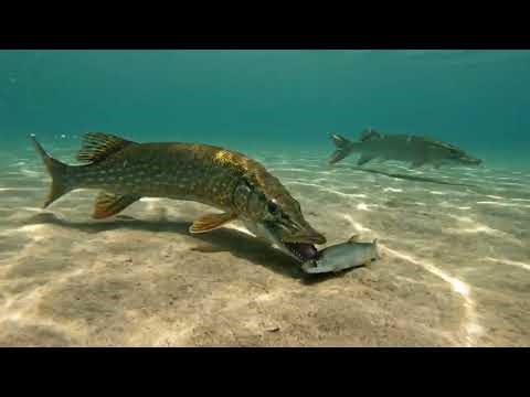 Winter Pike Fishing with Deadbait: Simple Float Setup for Bigger Pike