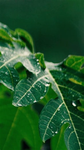 Rainfall on Leaves in Nature | Calm Rain Sounds Background Ambience