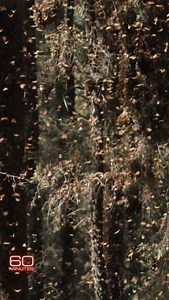 34K views · 16K reactions | It’s an extraordinary sight, unlike any other — thousands of monarchs take flight, filling the forest with orange and black. “Nature knows when to put on a show,” says butterfly guide Court Whelan. | 60 Minutes | Facebook