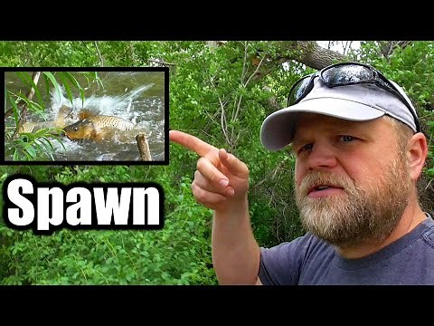 Common Carp SPAWN Behavior! - Examples & Explanation