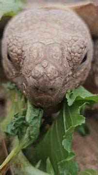 귀농귀촌 대부도브릭스포농장 거북이 놀아주기Daebudo Brixpo Farm Turtle Play