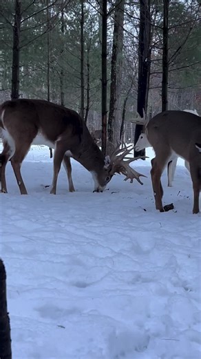 Deer Enjoy Sugar Beets Thanks to Supporters
