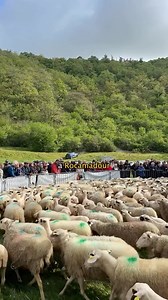 113K views · 1K reactions | Départ pour la transhumance à Rocamadour...
