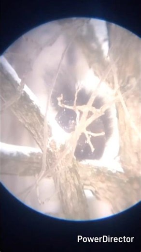 Wild Critters Up Close / Black Squirrel