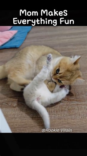 Mom Makes Everything Fun #cat #kitten