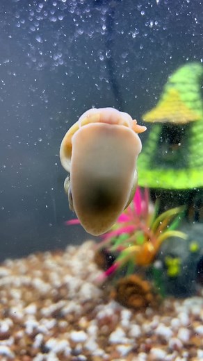 Watch Turbo the Snail Enjoy a Delicious Snack | Cute Animal Video