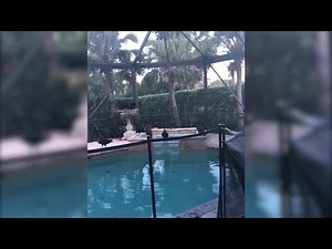 VIDEO: Vomiting vultures take over Florida vacation home