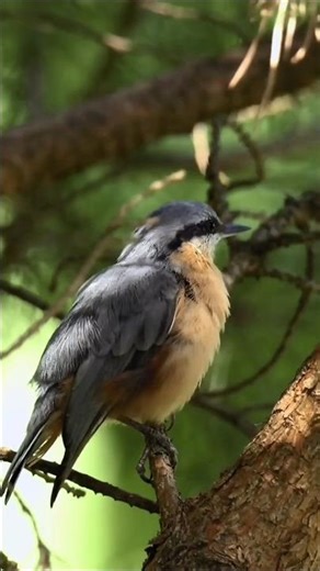 When the Nuthatch Sings - Relaxing Bird Sound #birds #birdsong #nature #nuthatch