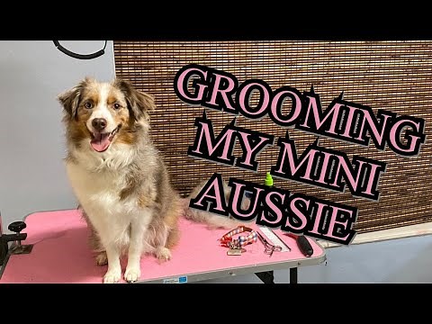 Grooming my mini Aussie!