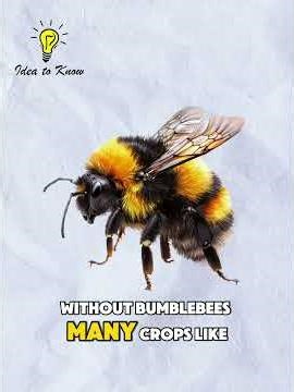 Bumblebee Secrets - The Fuzzy Giants of the Bee World!