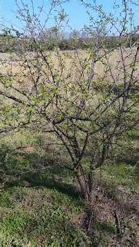 Native Fruit Tree Sand Plum Identification #fruit #nativetrees #oklahoma #free #food