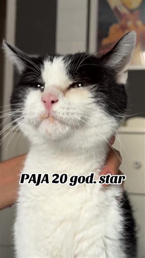 Naš mačak PAJA je velika maza i pored toga što voli da mu drzimo činiju sa svezom vodom i danju i noću sada voli da jede pašteticu ovako, on je prosto neodoljiv i sada sa 20 godina je najsladji, najpametniji, najpričljiviji, najinteresantniji.Hvala ti Boze na privilegiji da ga imamo🙏😻😻😻 #catlover #20yearsold #love#mačak#familyfun